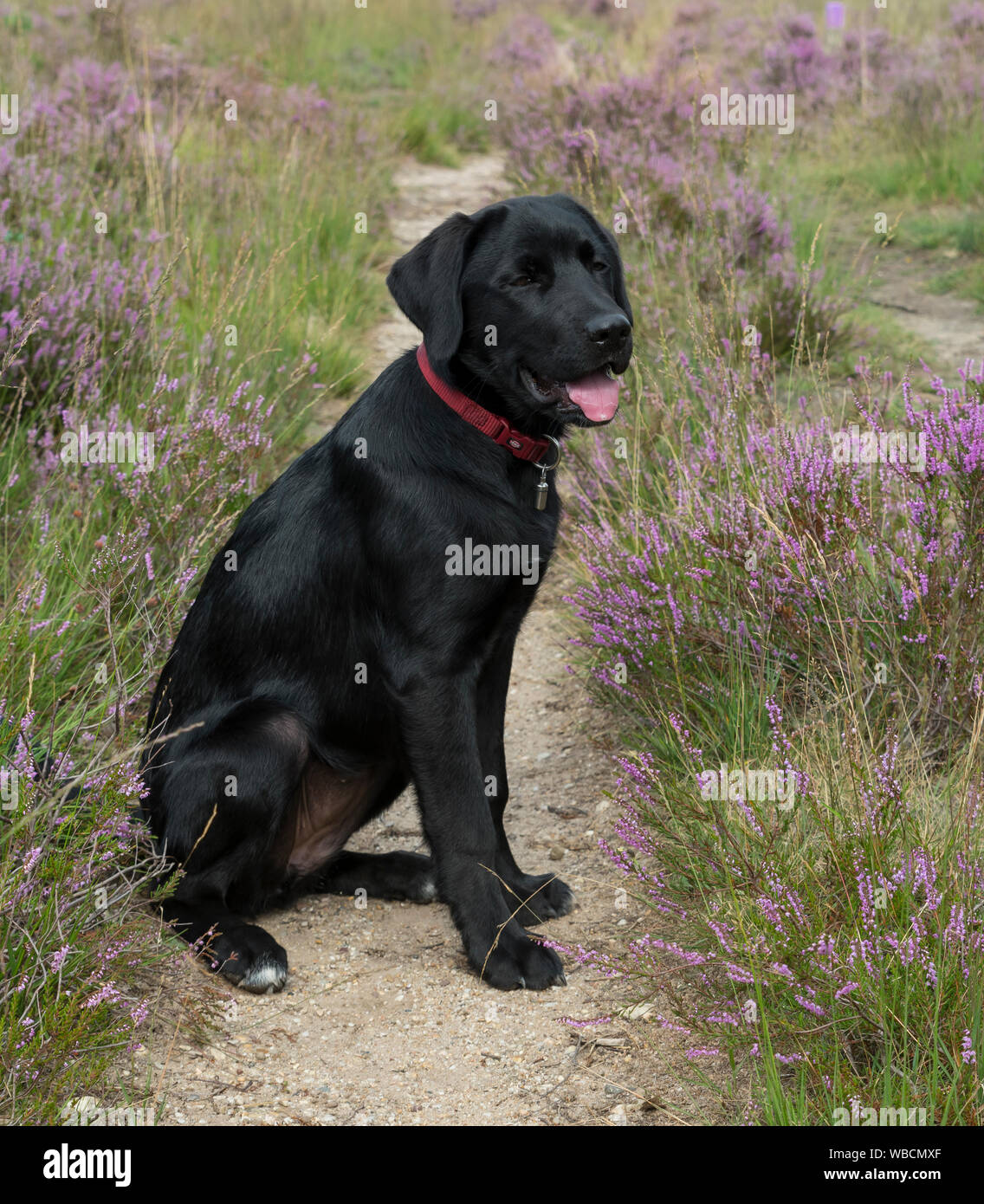 four month old labrador pup sitting in the heather nature outdoor Stock Photo