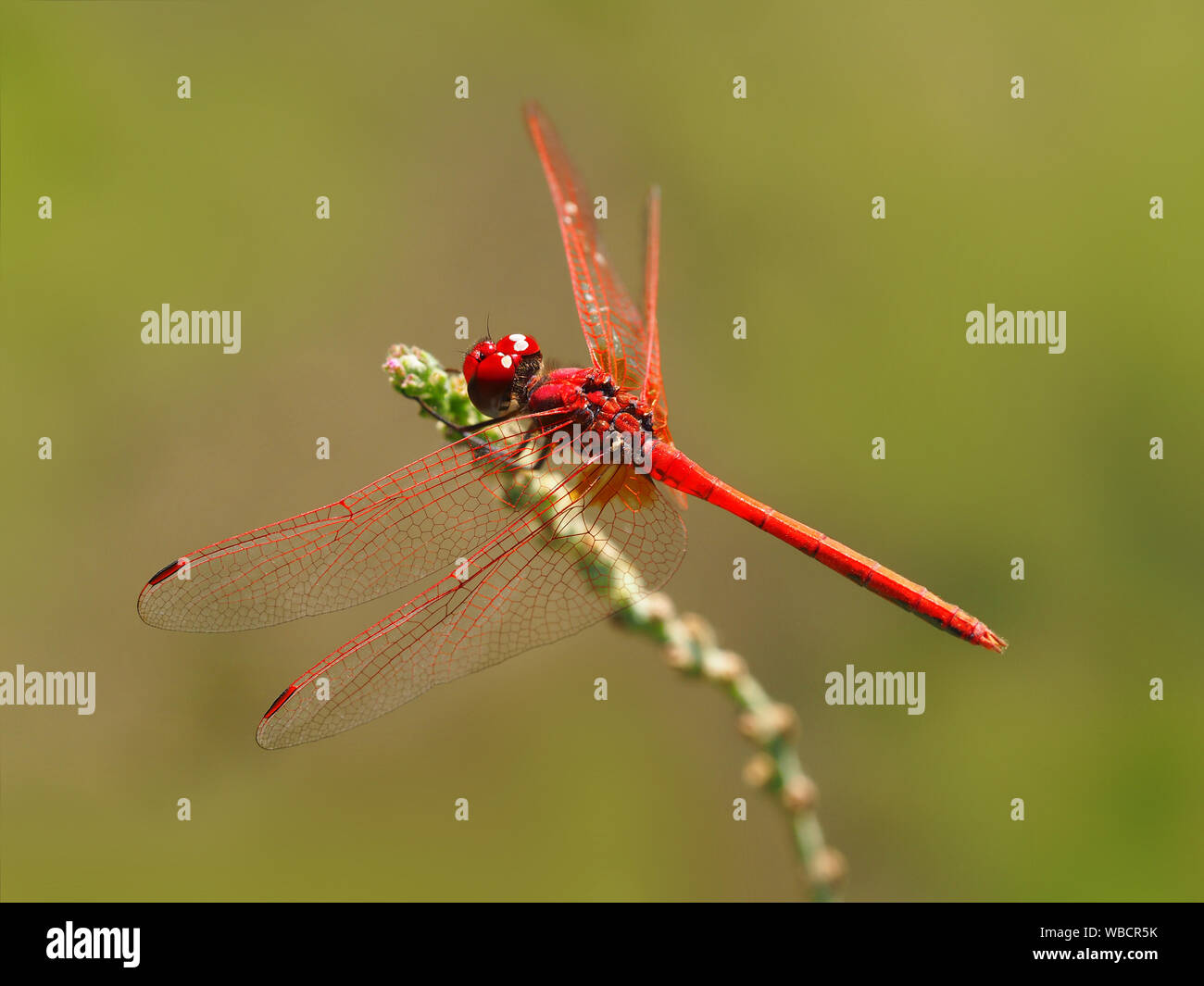 Beautiful red dragonfly rest on a branch. The red veined darter or nomad is a dragonfly of the genus Sympetrum. Stock Photo