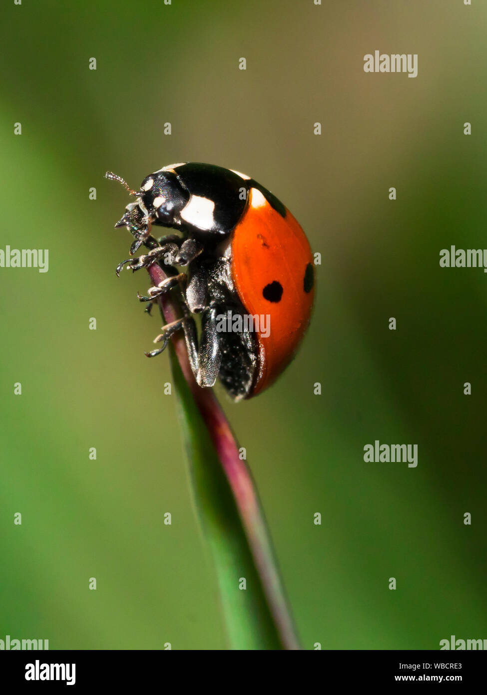 Marienkäfer an der Spitze eines Halms / Ladybird beetle on top of a spear/blade Stock Photo