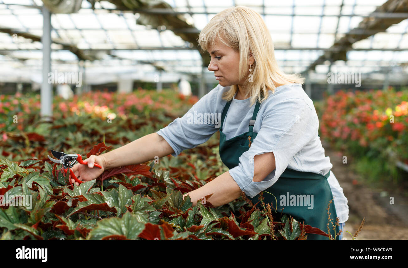 Portrait of mature woman with scissors gardening begonia plants  in greenhouse Stock Photo