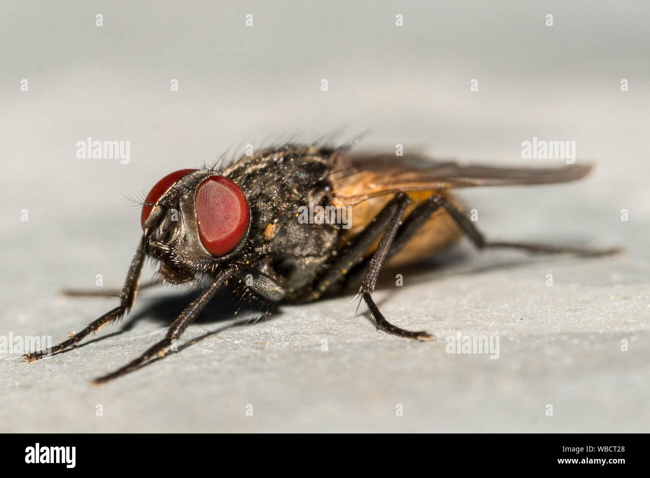 Fliege Facettenauge Makro / Fly compound eye macro Stock Photo