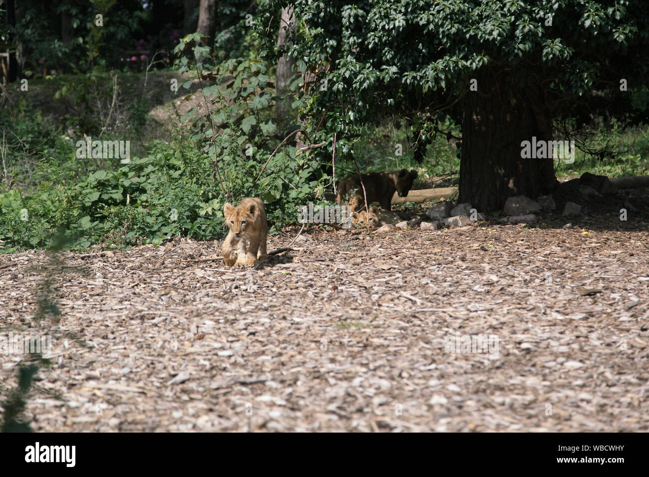 Lion Cub at Lion Lodge, Port Lympne Wild Animal Park Stock Photo