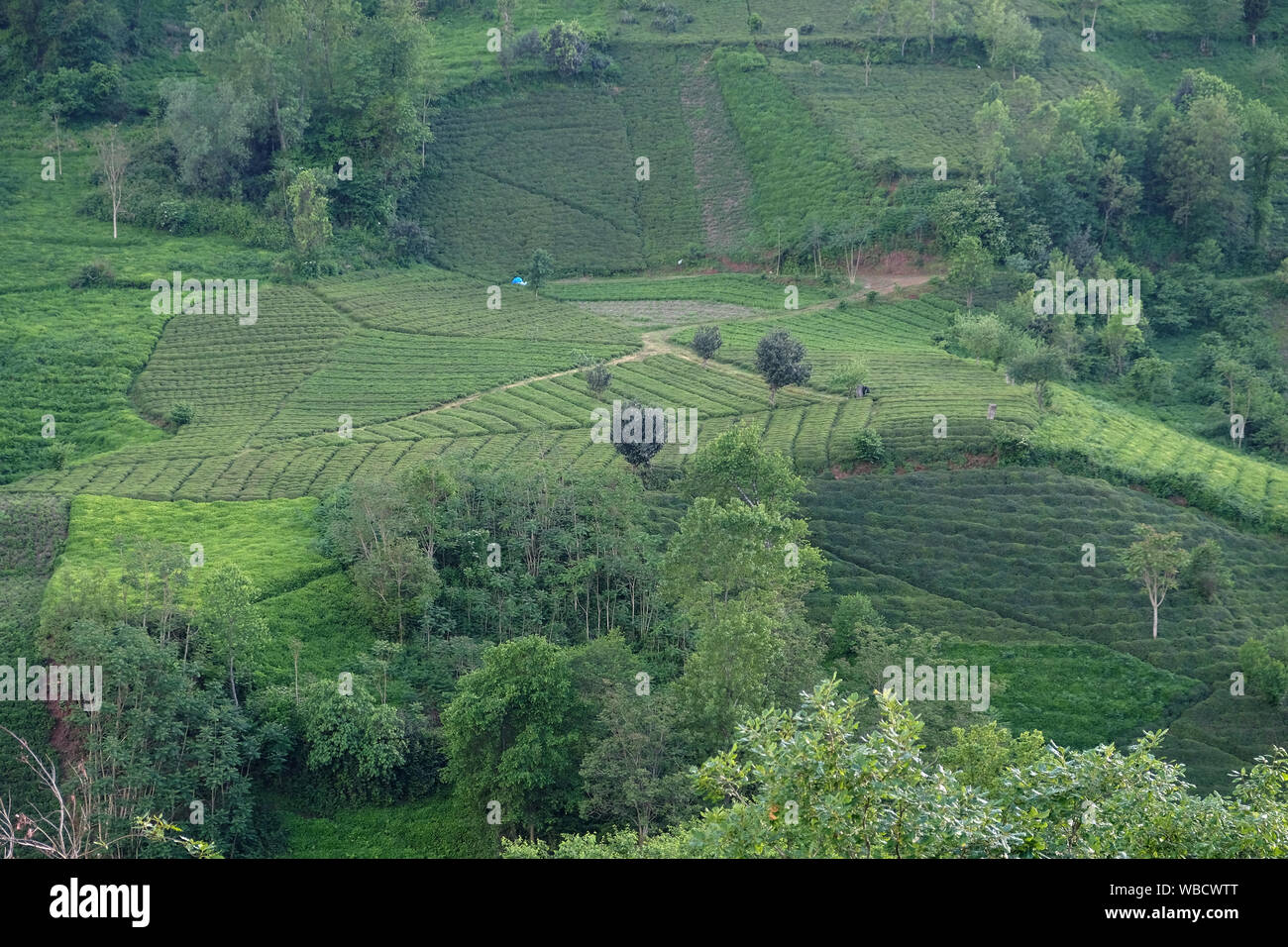 tea plant field and trees in iyidere trabzon turkey Stock Photo