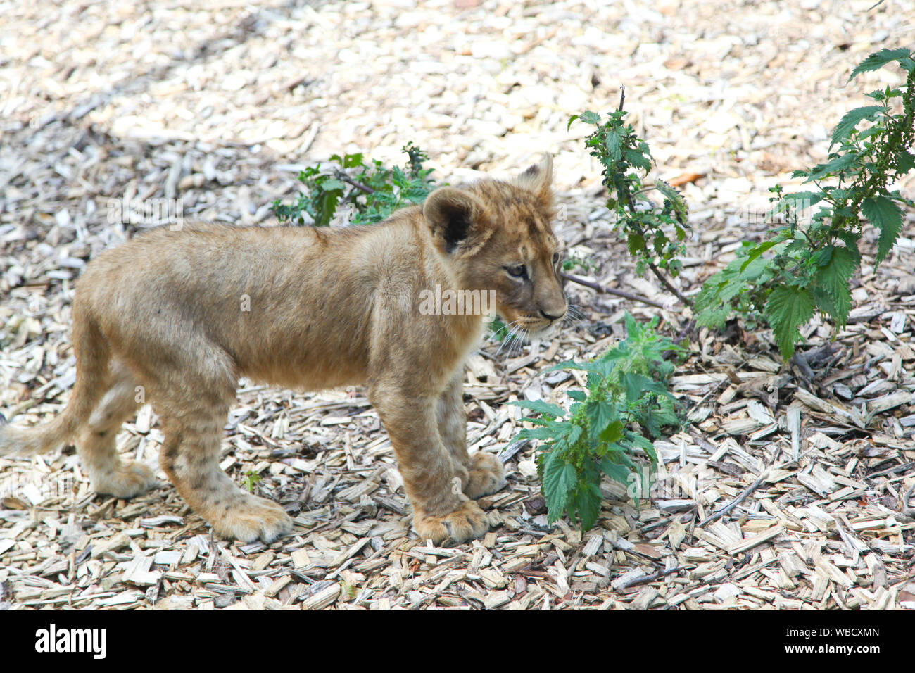 Lion Cubs at Lion Lodge, Port Lympne Wild Animal Park Stock Photo