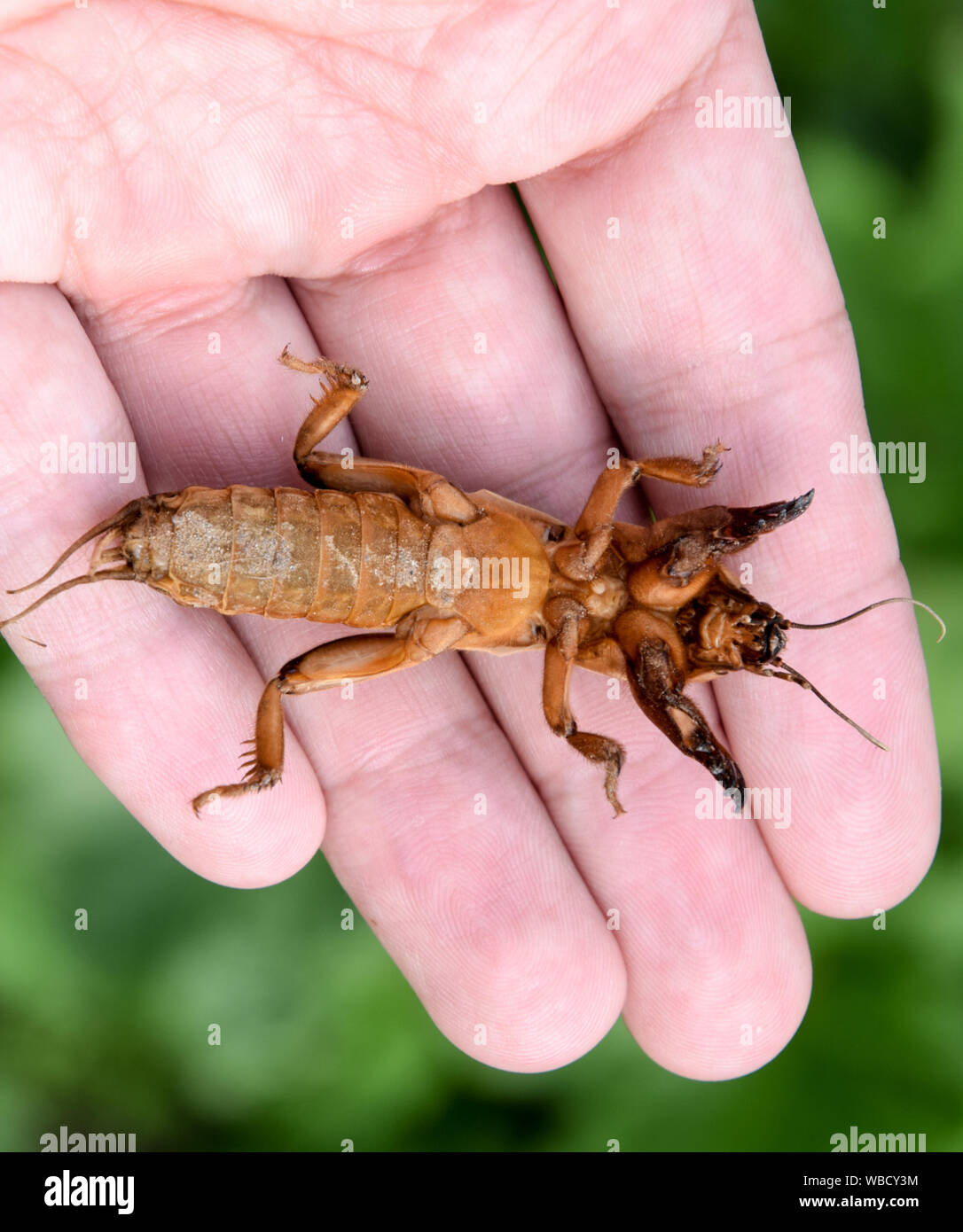 Gryllotalpa gryllotalpa On the palm of a person. Pest of garden ...