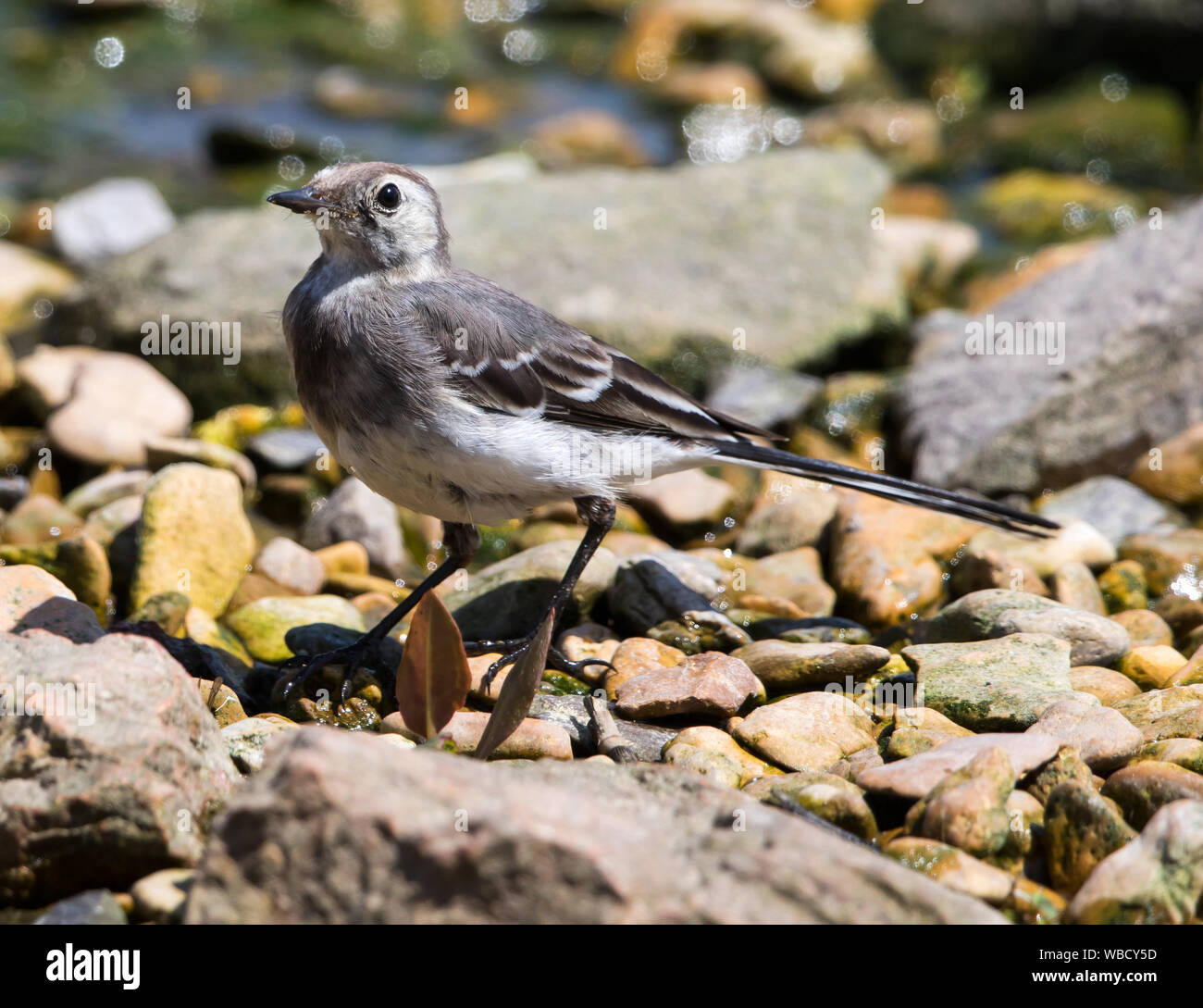 Pied wagrtail hi-res stock photography and images - Alamy