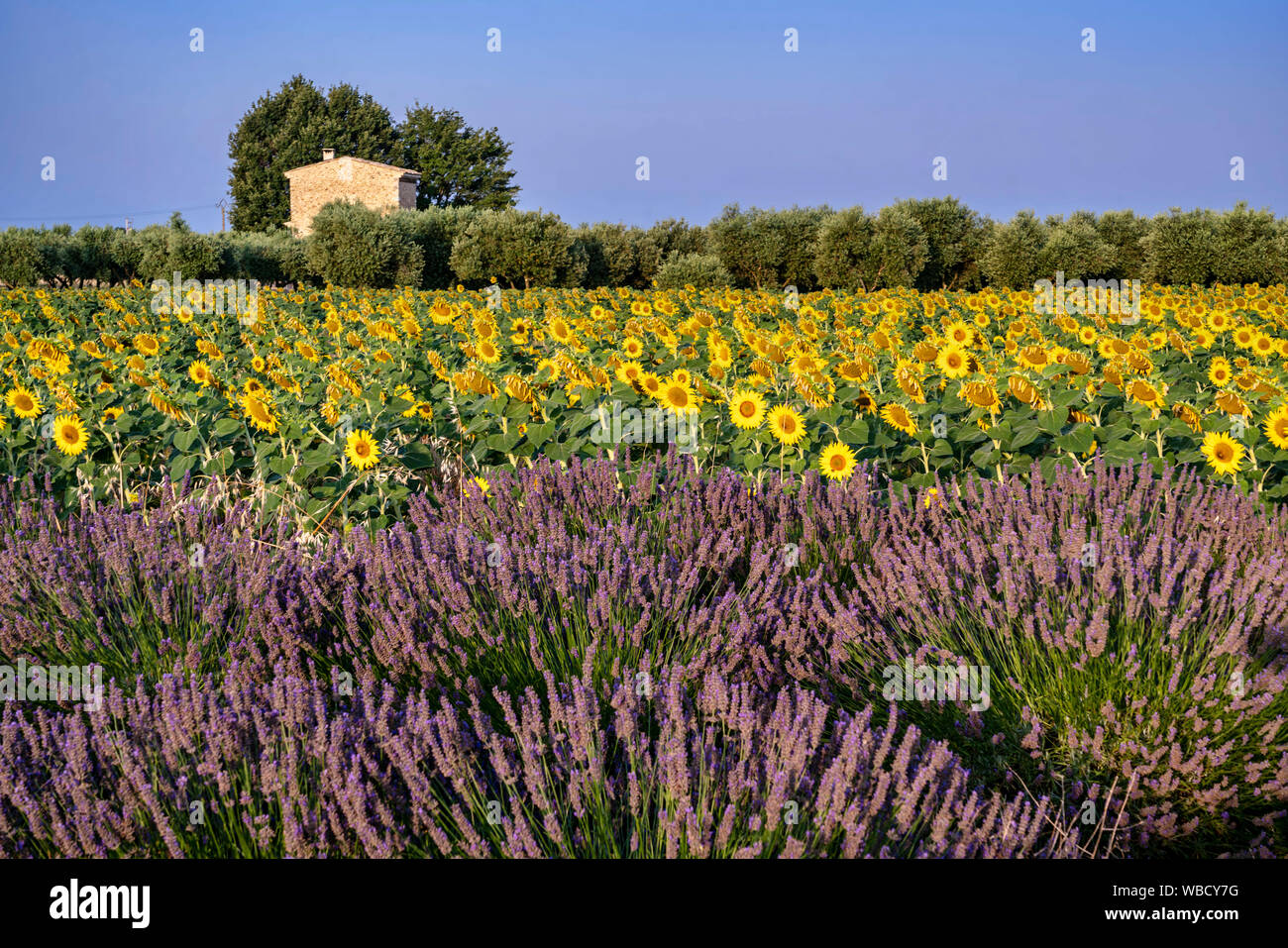 Lavender and sunflower field, Lavandula angustifolia, Plateau de Valensole, France, Provence-Alpes-Cote d'Azur, France Stock Photo