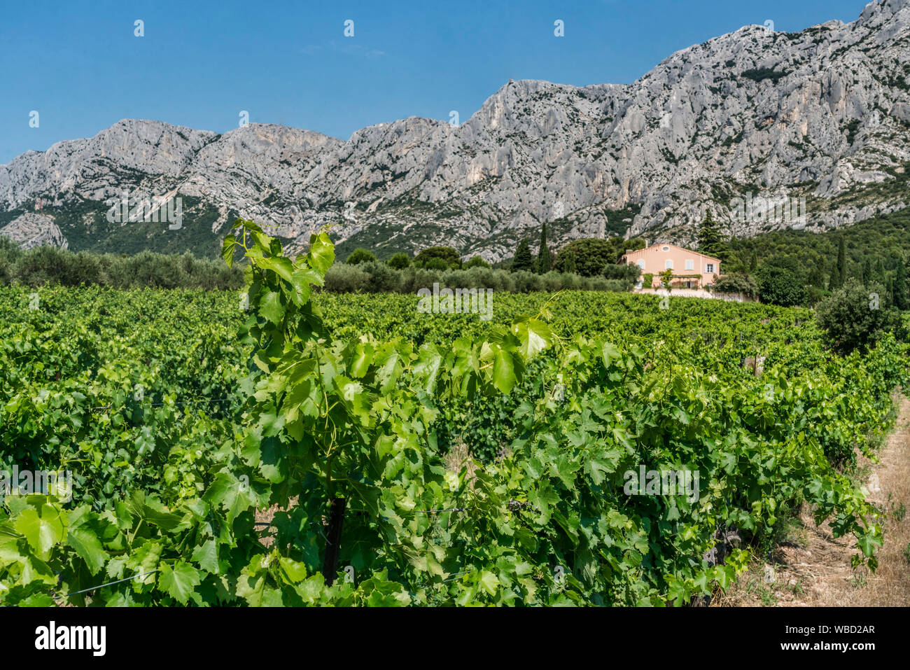 Vineyards Domaine de Saint Ser, Route Cezanne, Montagne Sainte-Victoire, Provence,  Bouches-du-Rhône, france Stock Photo