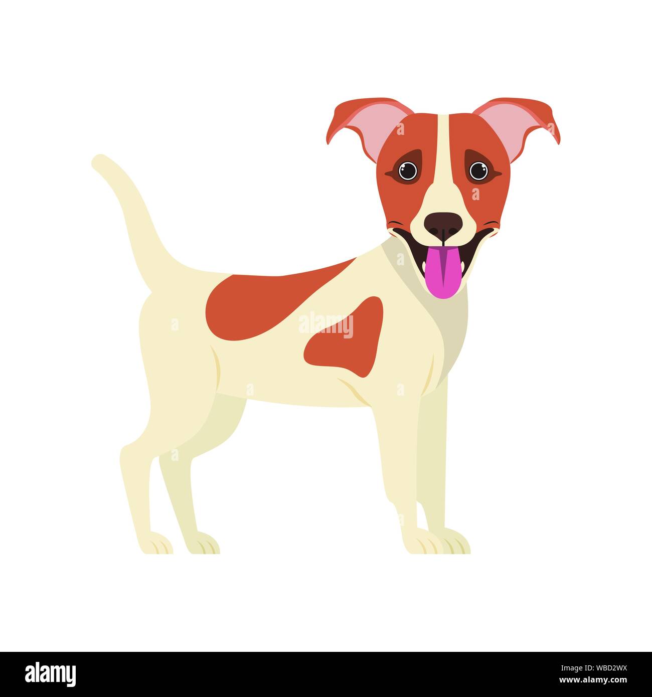 cute jack russell rerrier dog on white background Stock Vector Image ...