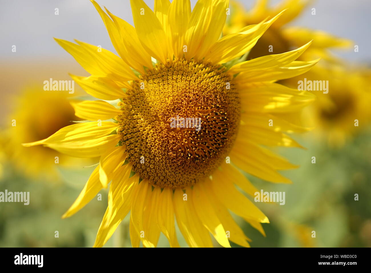 A singular sunflower head in a field of sunflowers in rural France Stock Photo