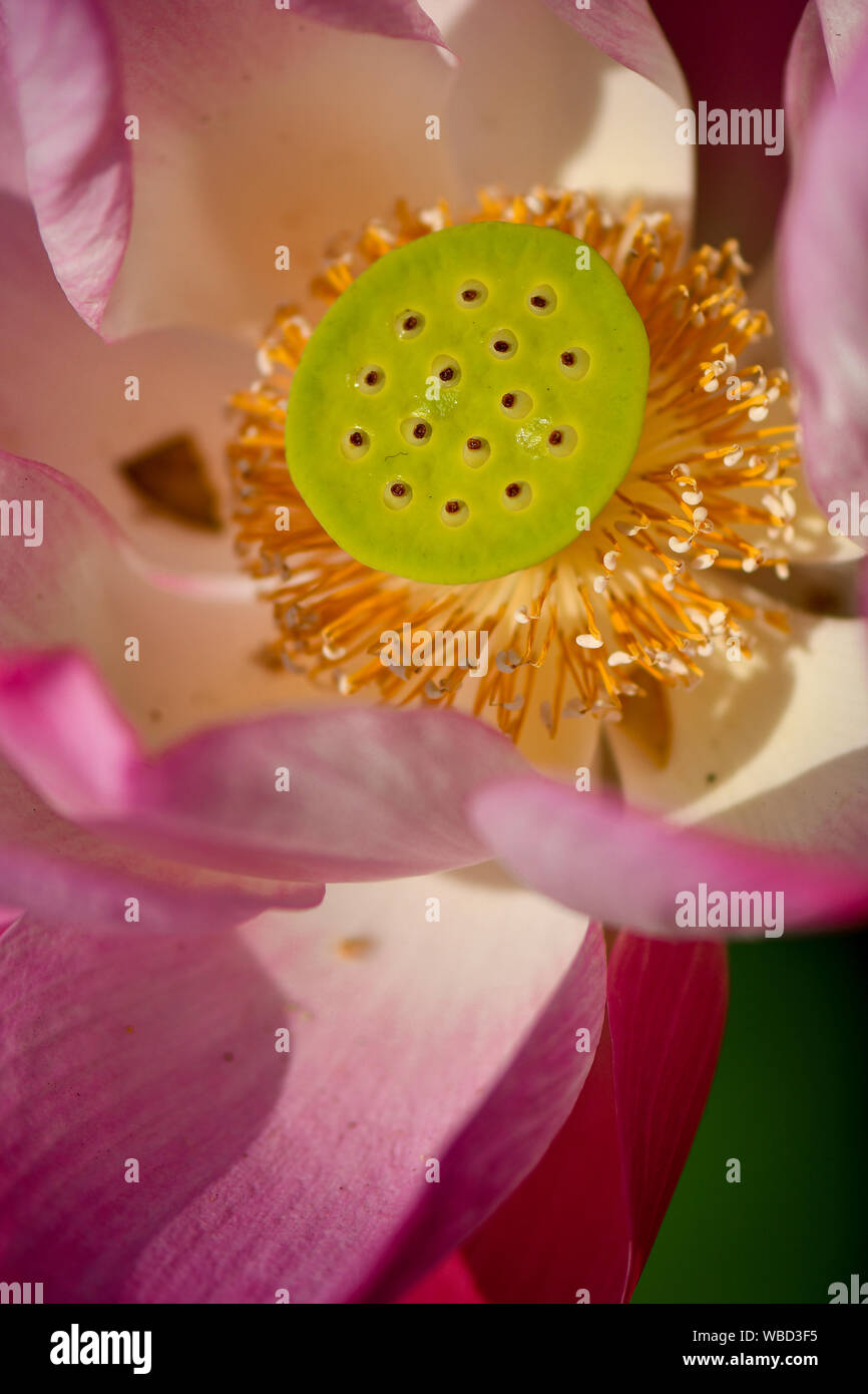 Close up of young Sacred Lotus seeds Stock Photo