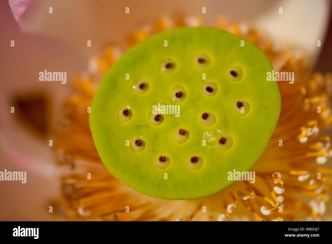 Close up of young Sacred Lotus seeds Stock Photo