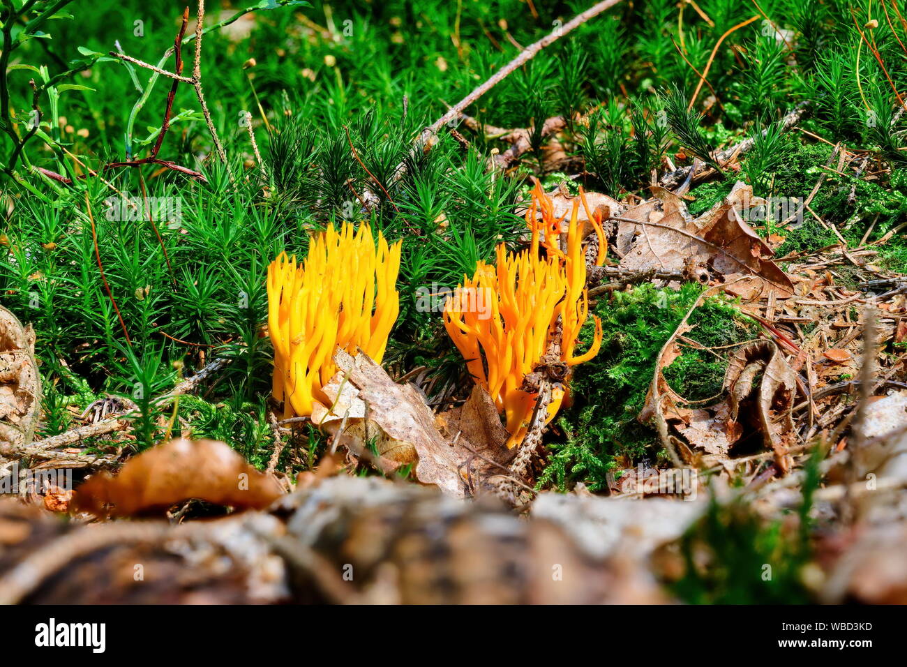 Clavaria flava (coral mushroom) high quality clay model