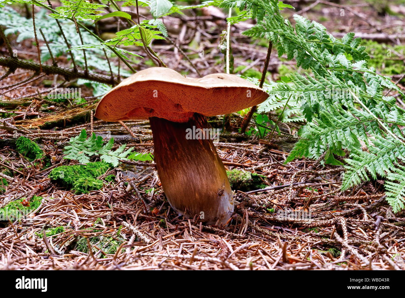 Edible mushrooms with excellent taste, Porphyrellus porphyrosporus Stock Photo