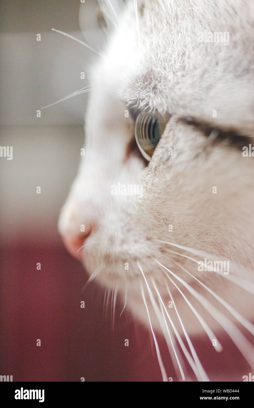 Vertical closeup shot of an adorable cute white cat's face Stock Photo ...