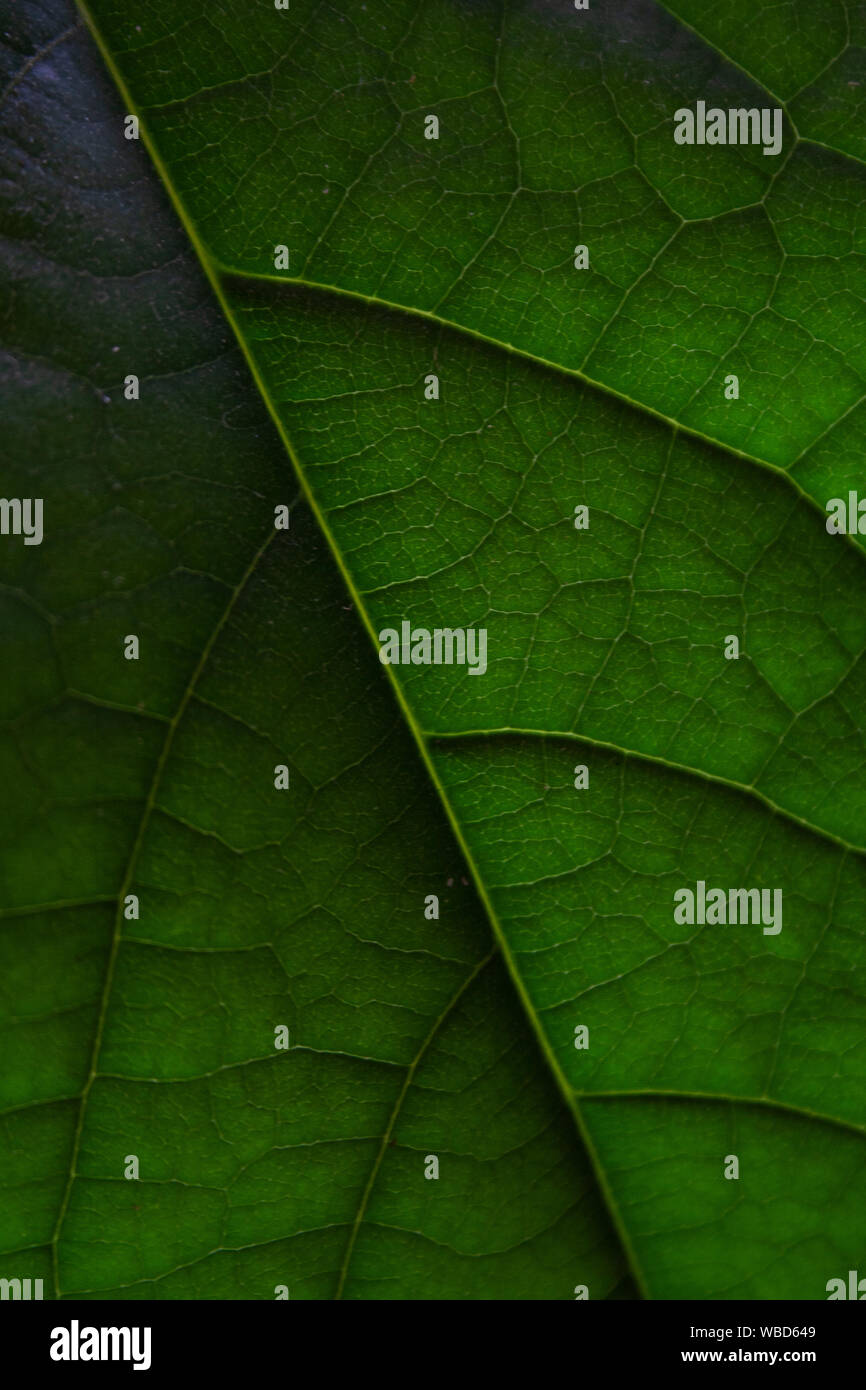 Avocado tree leaf close up abstract background Stock Photo