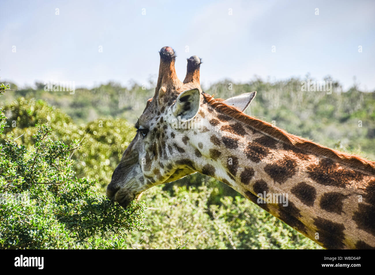 profile view of hear and neck of giraffe eating Stock Photo