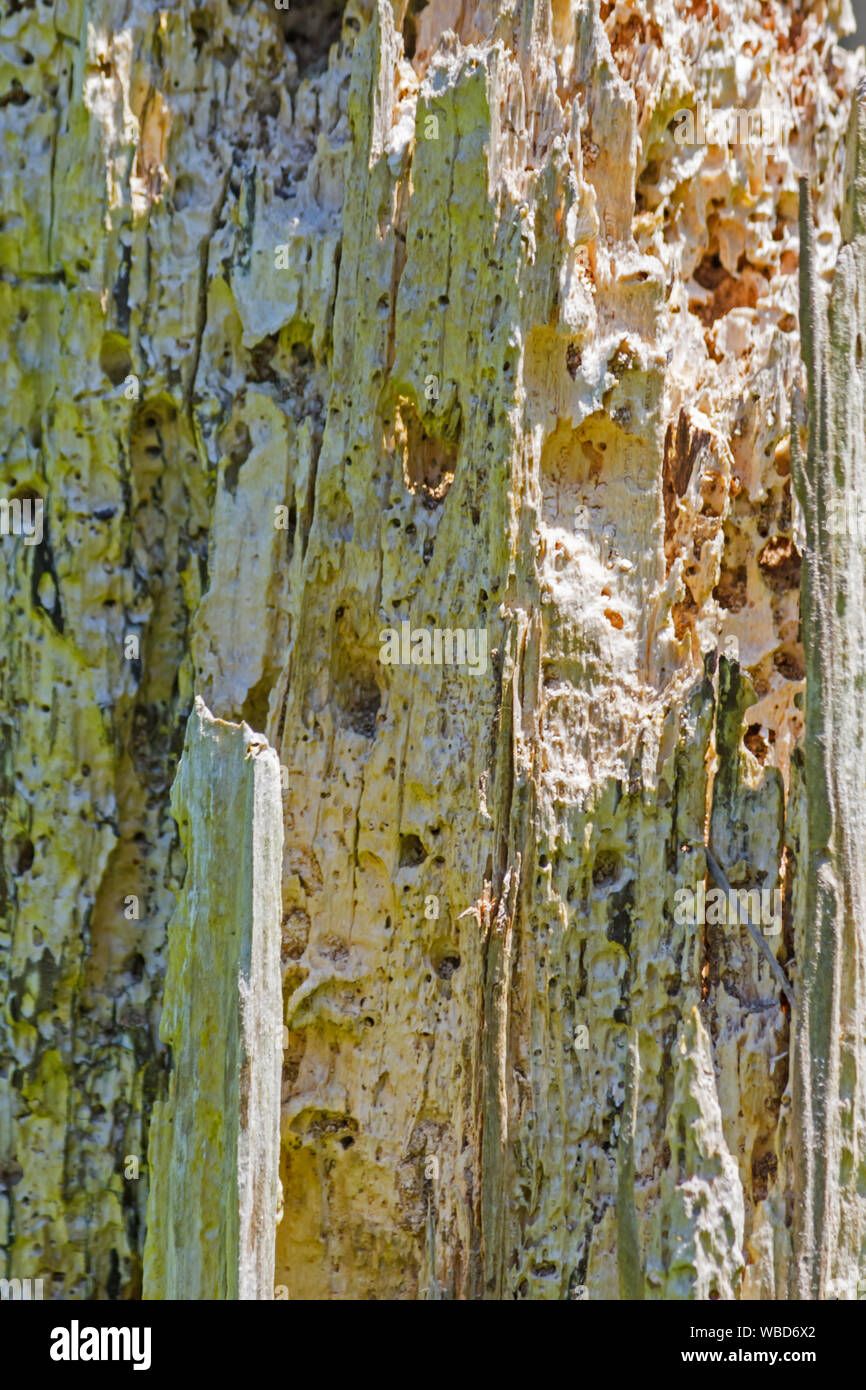 Piece of rotten wood Stock Photo Alamy