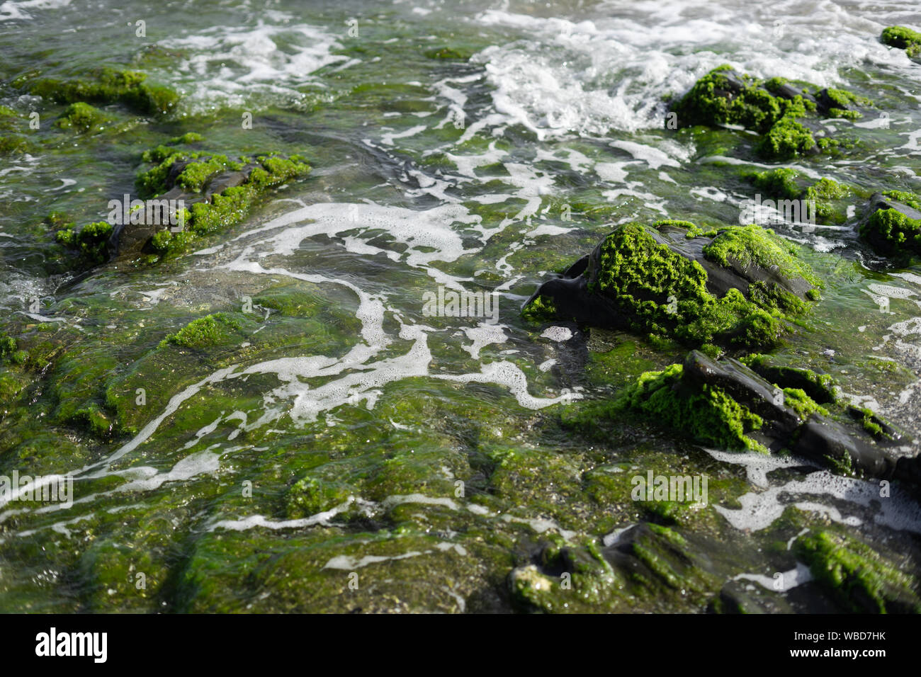 A beautifull picture of the coast by Fuegnriola with lots of seaweed Stock Photo