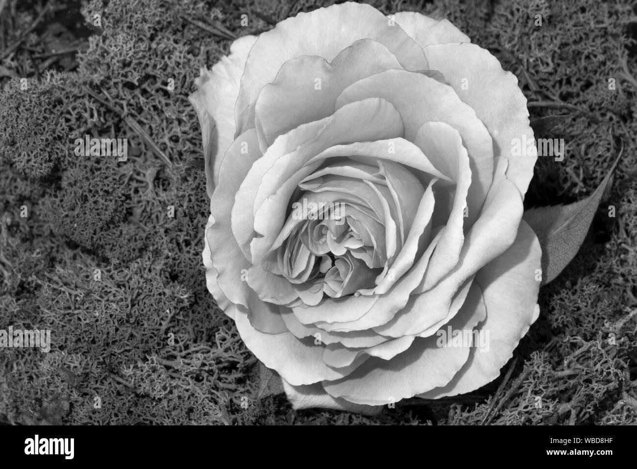 monochrome white rose blossom macro isolated on iceland moss background, a fine art still life close-up of a single bloom in vintage painting style Stock Photo
