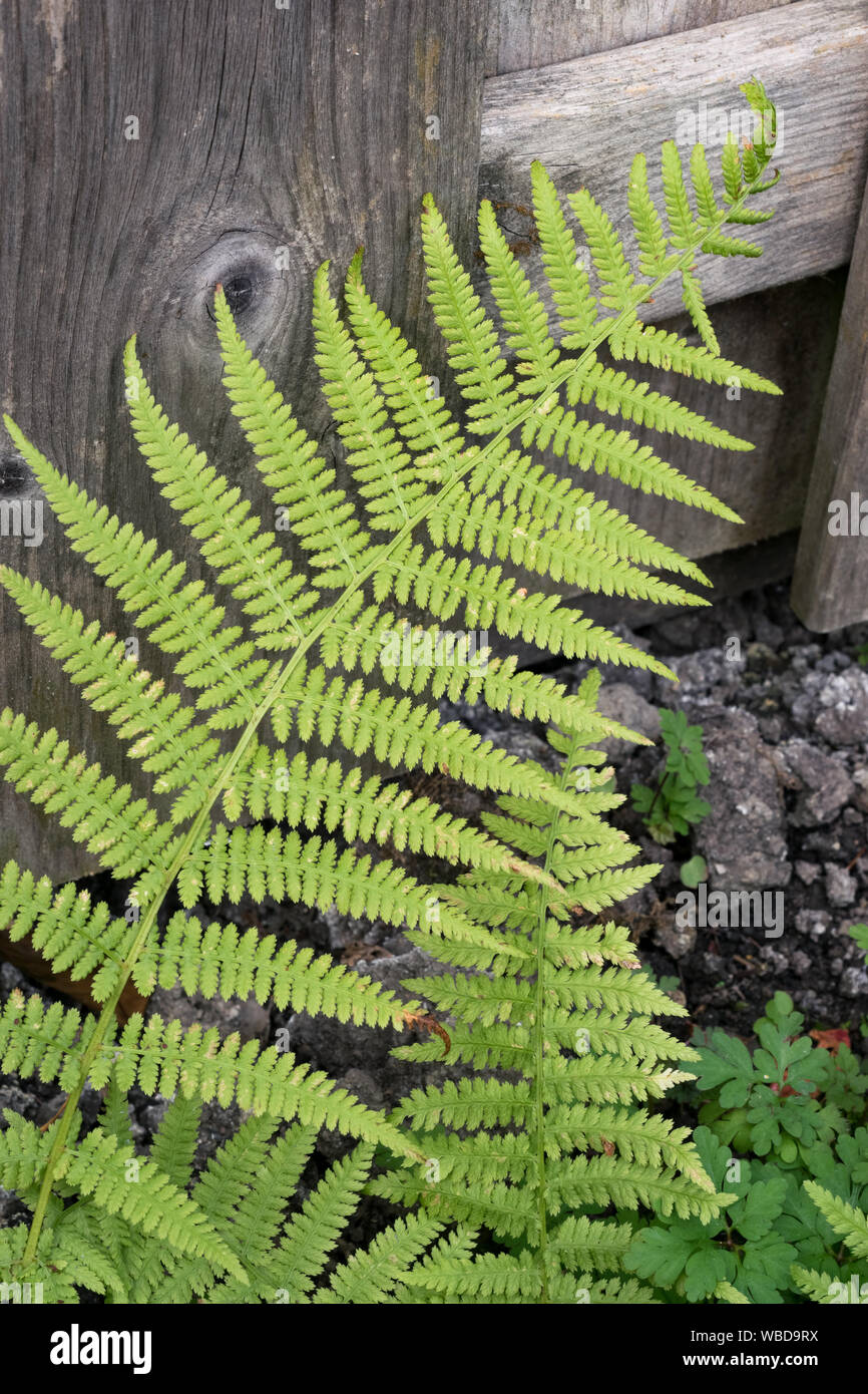 Fern garden autumn hi-res stock photography and images - Alamy