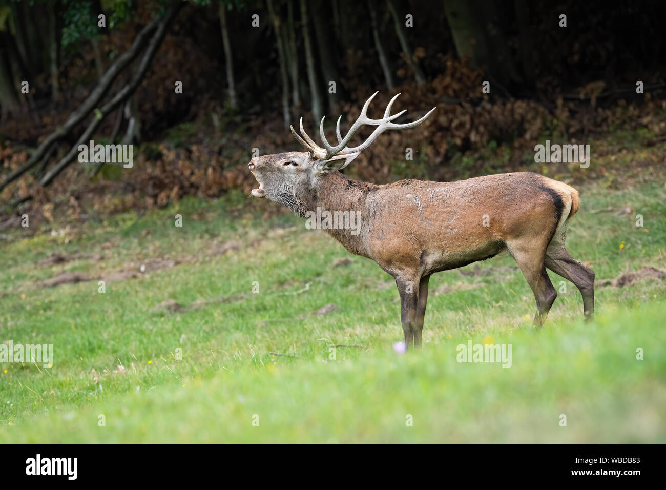 Red deer stag roaring to mark territory in rutting season Stock Photo