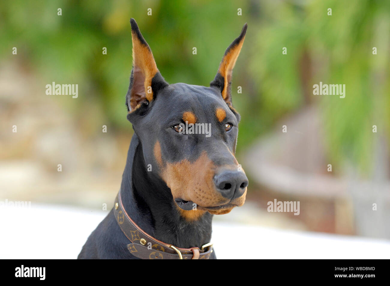 Miami 2007 - Doberman with Louis Vuitton collar Stock Photo - Alamy