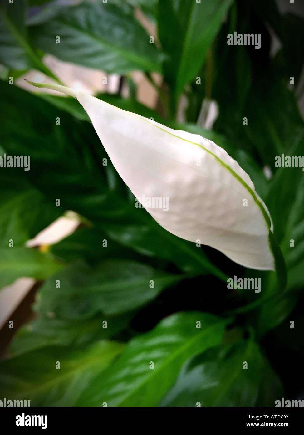 Peace Lily Growing High Resolution Stock Photography and Images Alamy