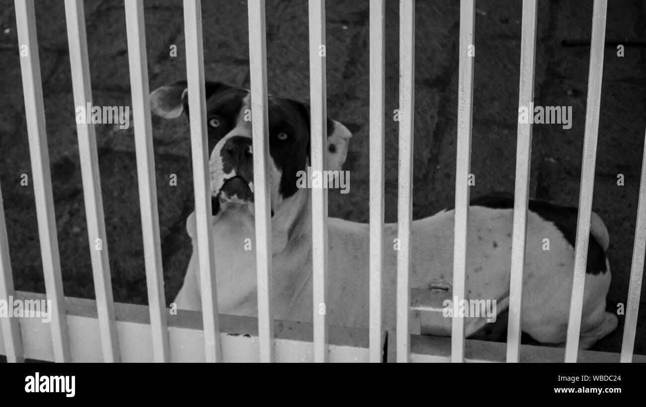 Dog behind bars Stock Photo