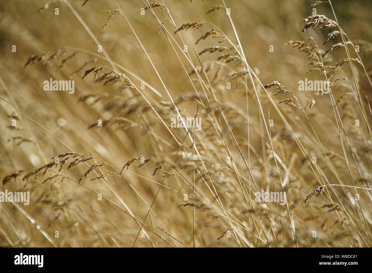 Yellow field of grass during sunset. Dry grass field Stock Photo Alamy