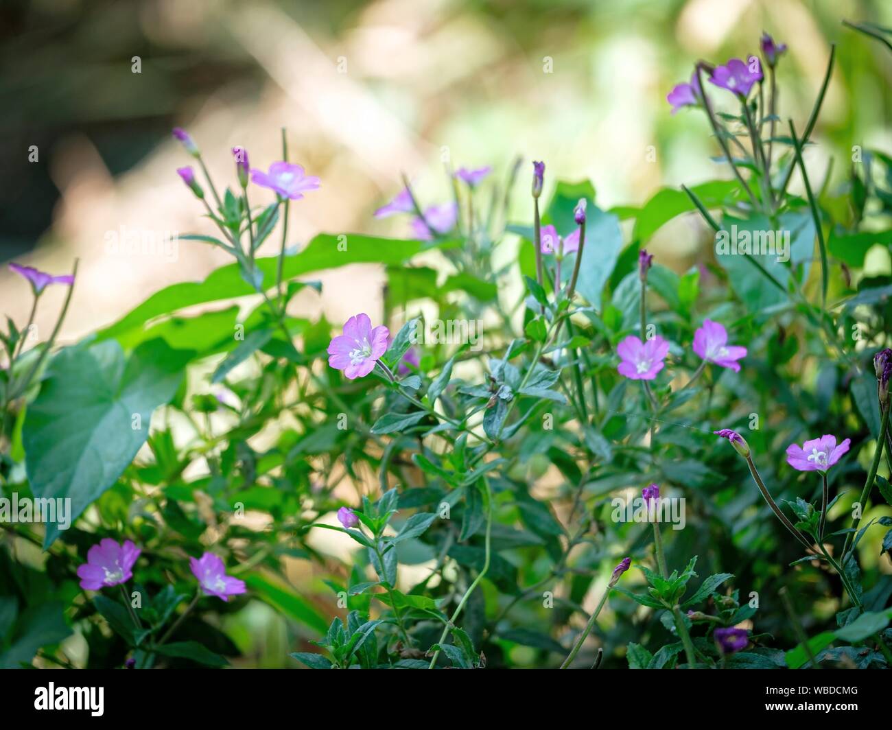 English wild flowers Stock Photo Alamy