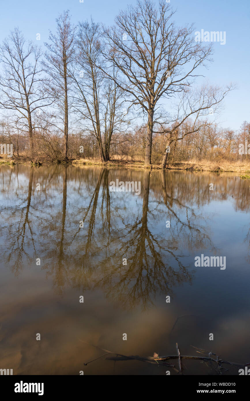 Slanaky oxbow lake with trees reflected on water ground and clear sky near Odra river and near Studenka town in early spring CHKO Poodri in Czech repu Stock Photo
