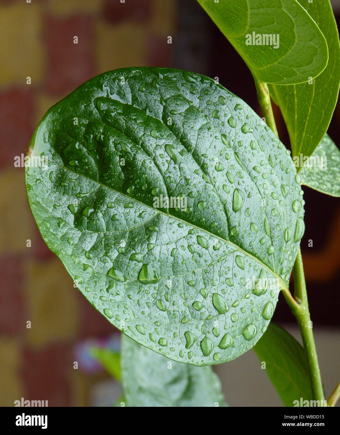 Raindrops on a piece of wood. Macro shot of water droplets Stock Photo ...