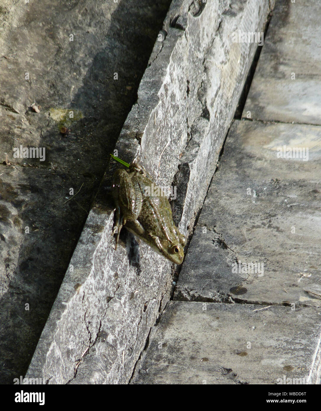 Frog on concrete. Jumping on the concrete frog Stock Photo Alamy