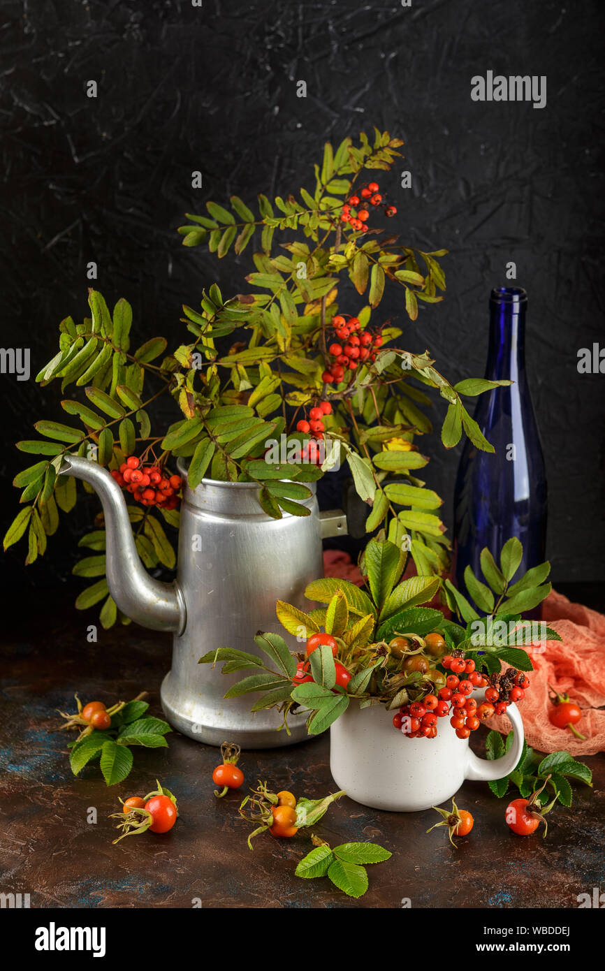Rowan branches in metal old coffee pot and in cup and dogrose berries on dark background Stock Photo
