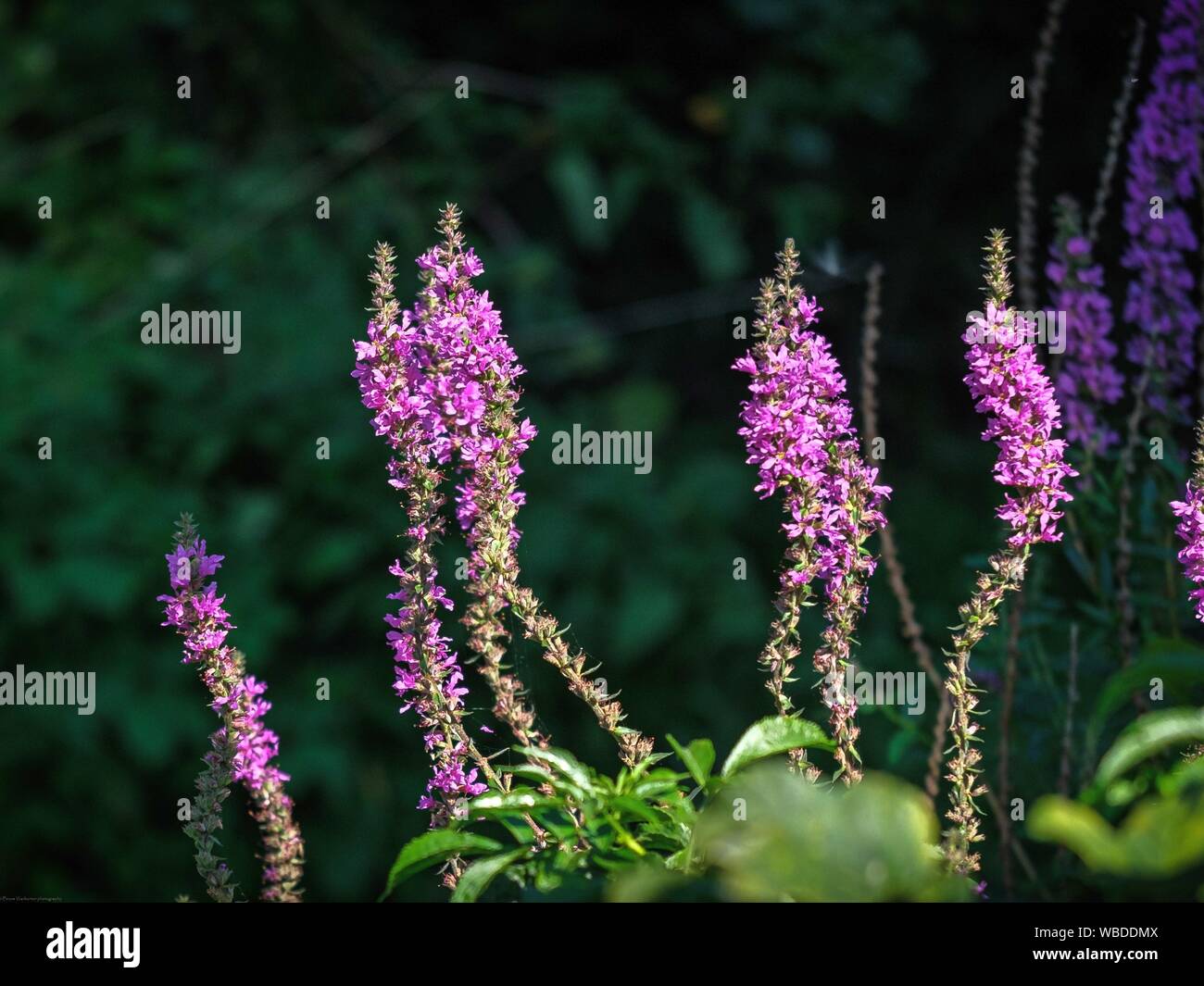 English wild flowers hi-res stock photography and images - Alamy