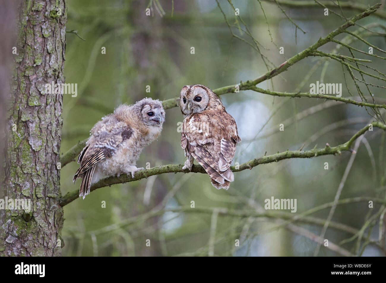 Tawny Owl, Strix aluco with chick that has started branching, UK Stock Photo