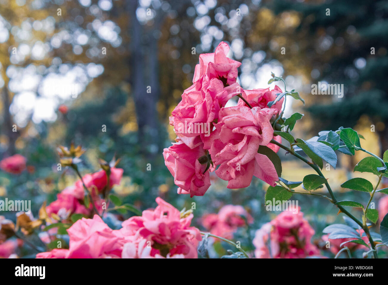 Beautiful flowers tree in a green nature garden background Stock Photo -  Alamy