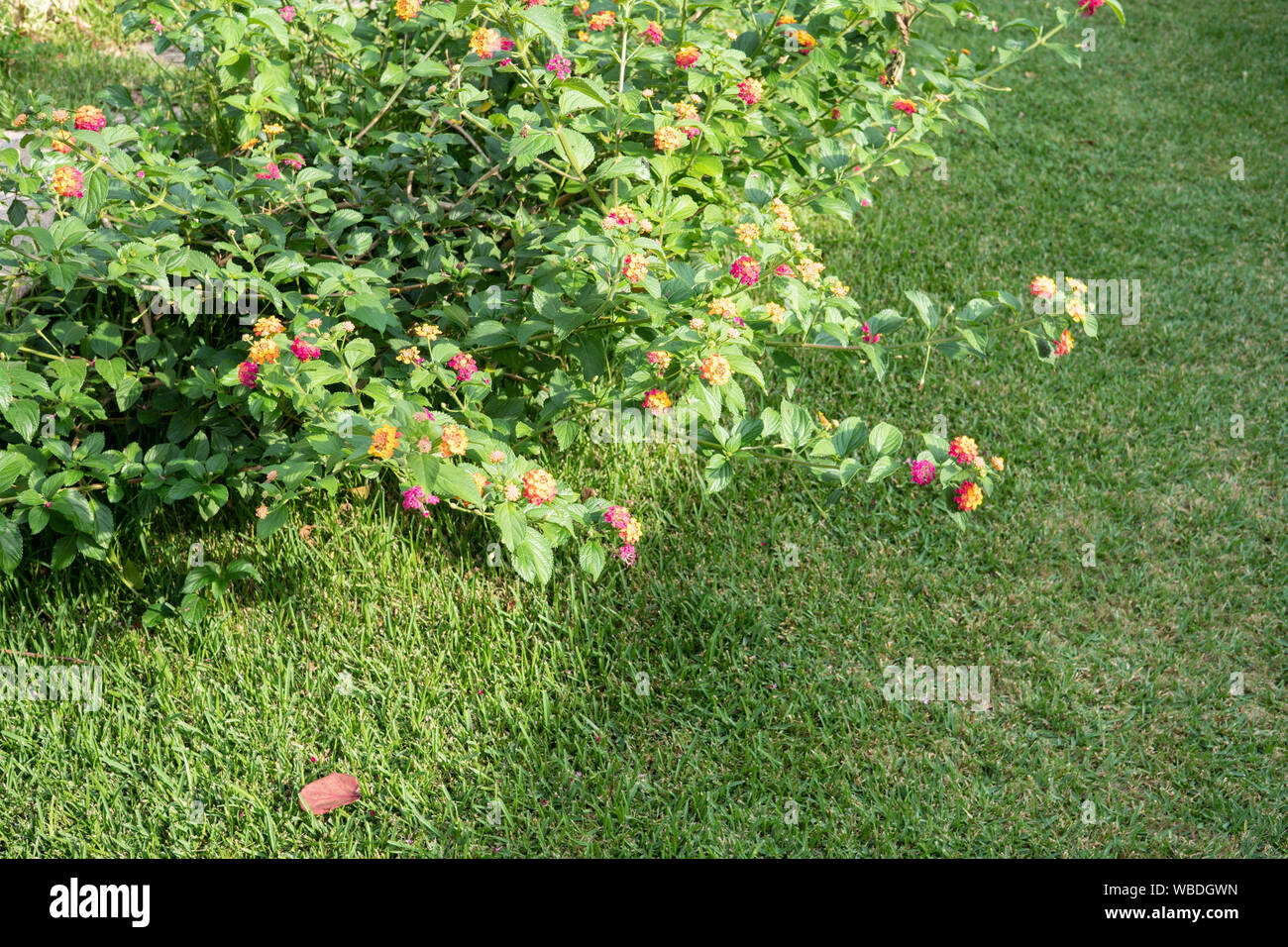 Garden background. Fresh Mown Lawn with plants and flowers. Copy space for text Stock Photo