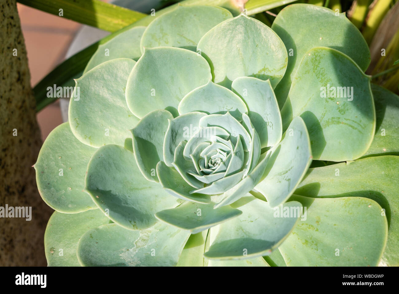 Cactus Succulent Echeveria. A succulent flower shaped like a rose. Crassulaceae Echeveria Stock Photo