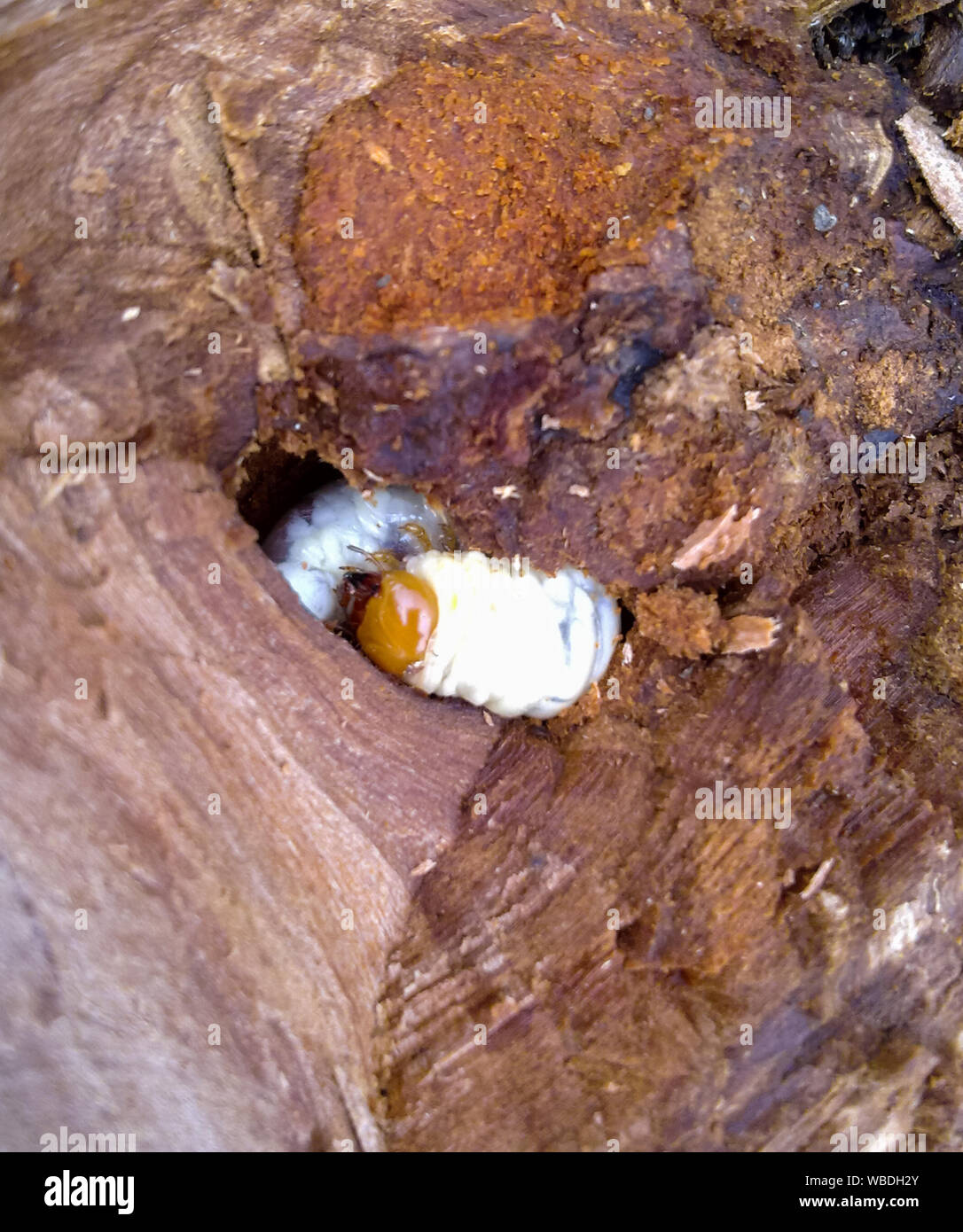 Woodworm Beetle Stock Photos Woodworm Beetle Stock Images Page