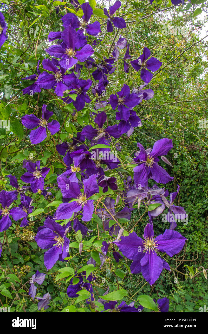 A popular garden climbing plant Stock Photo Alamy