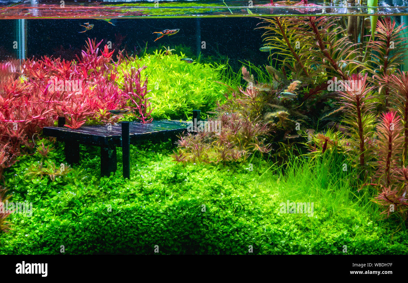 Beautiful tropical aqua scape, Nature Aquarium green plant an tropical colorful Endler's guppy fish in aquarium fish tank. Stock Photo