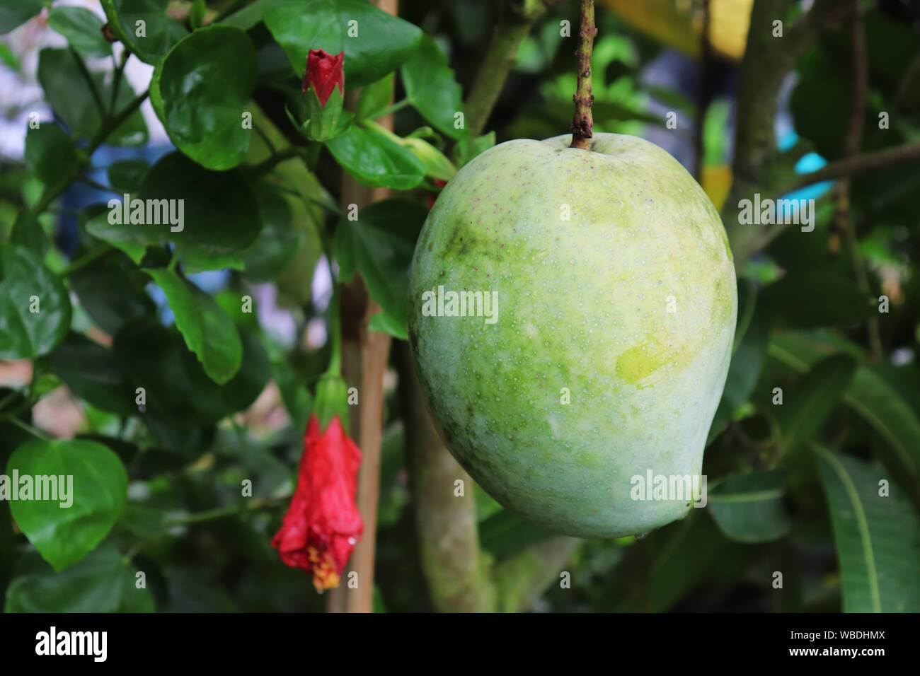 Isolated Close Up Green Mango With Rain Drop Stock Photo