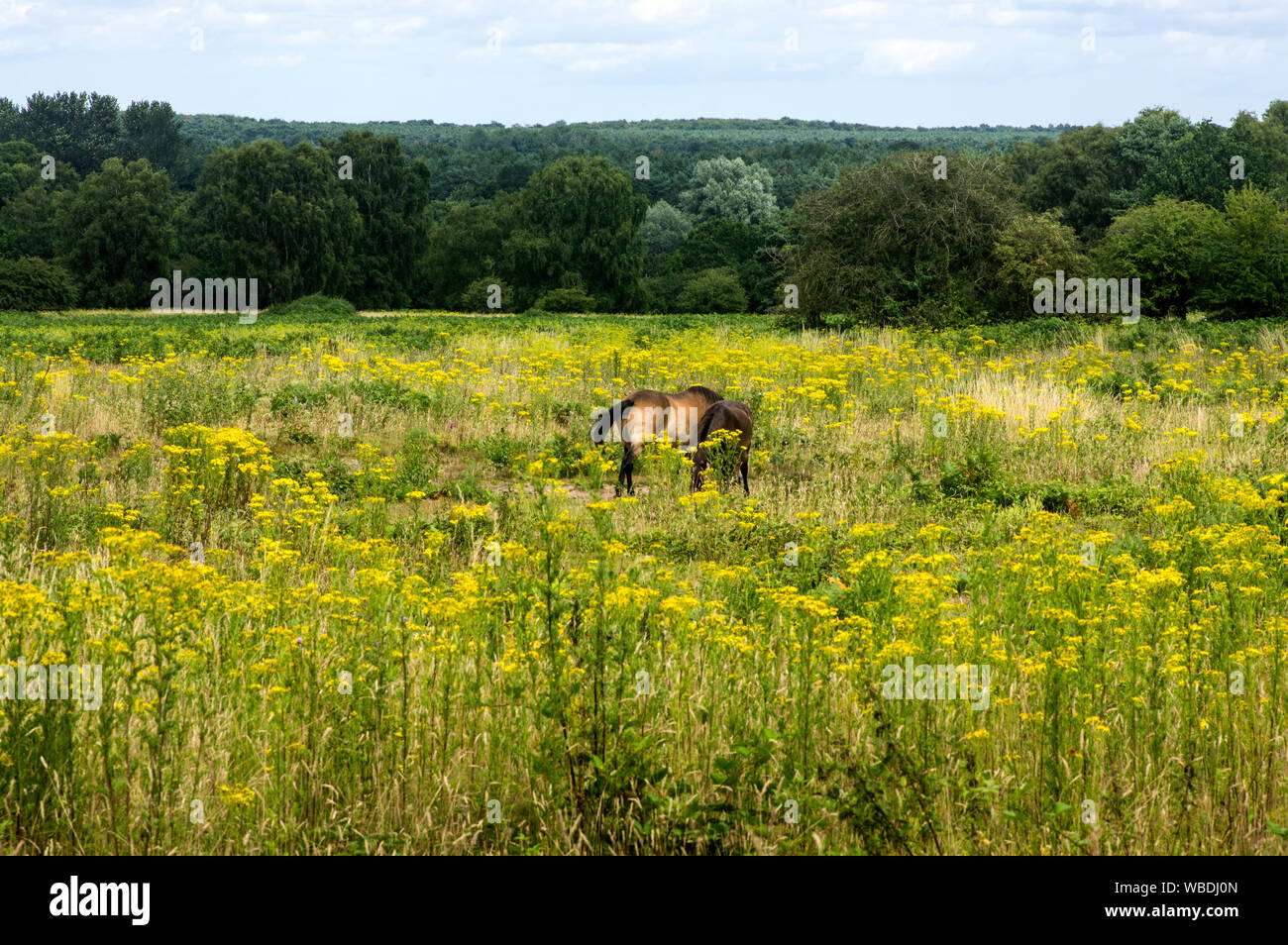 Ragwort is removed from pasture as it's reputed to be poisonous, partcularly to horses. These are quite happy in this field, it's not uncommon to see Stock Photo