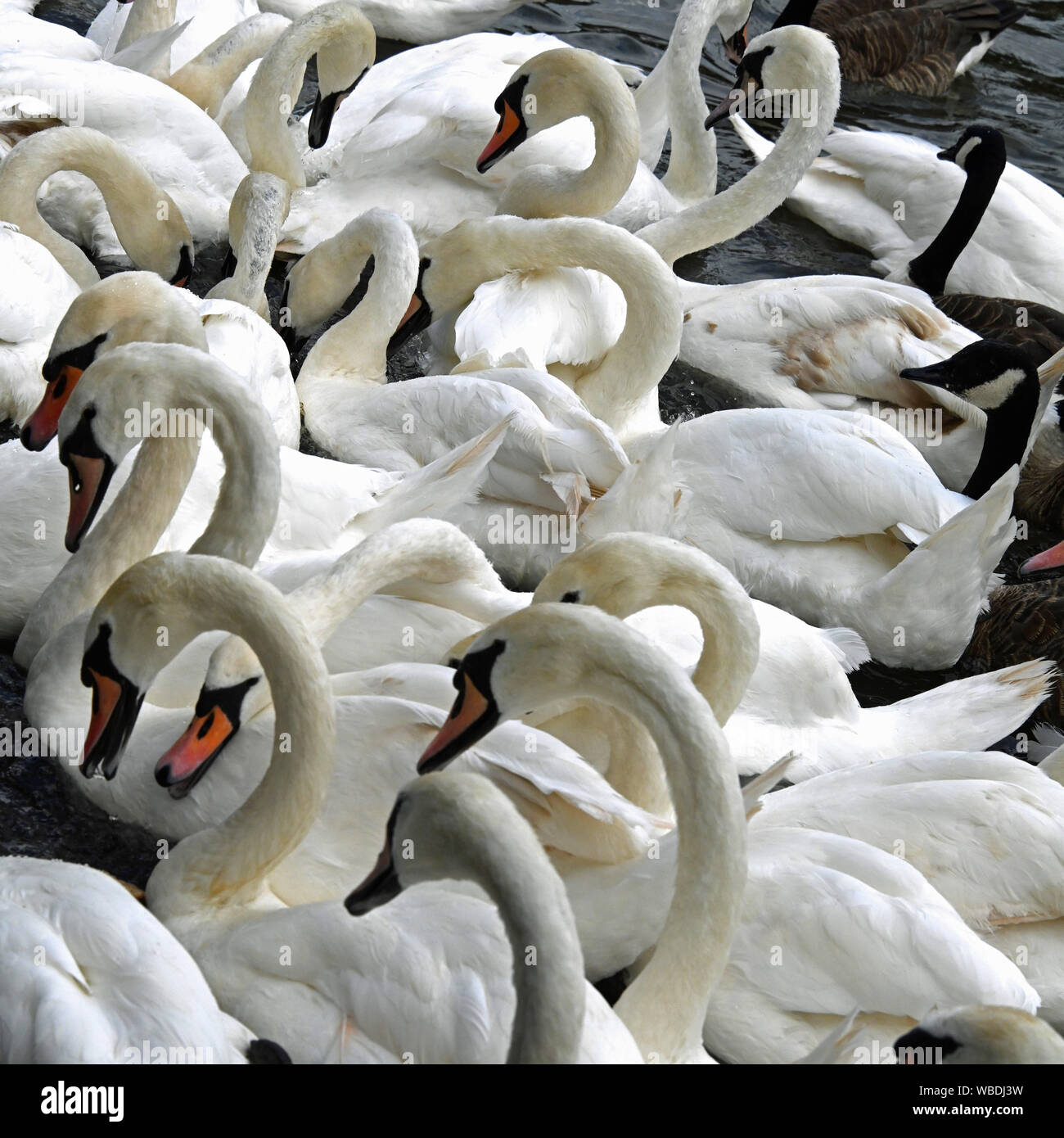 Flock of swans, Stratford upon Avon, England, UK Stock Photo Alamy