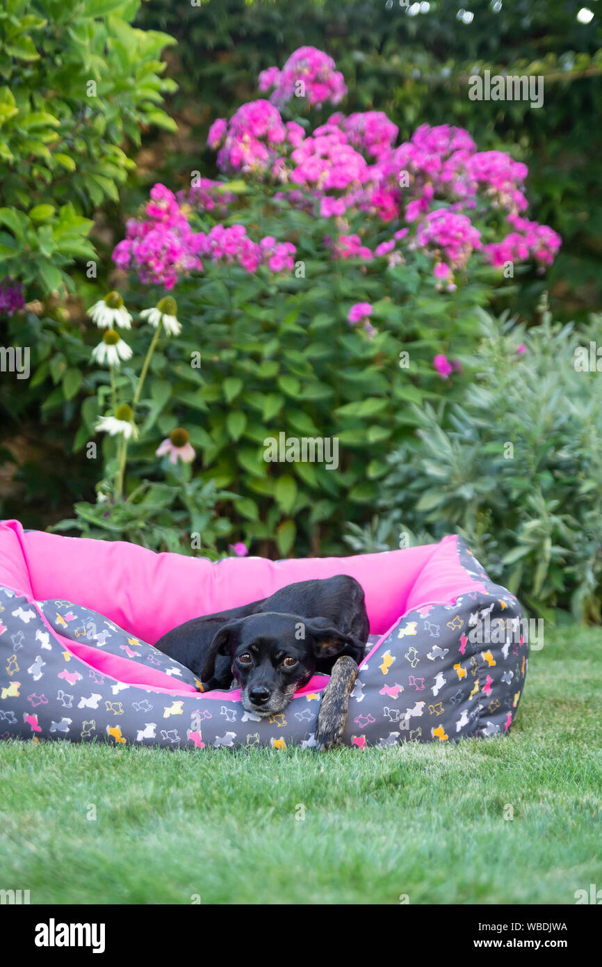 small black dog lying on dog bed in garden Stock Photo