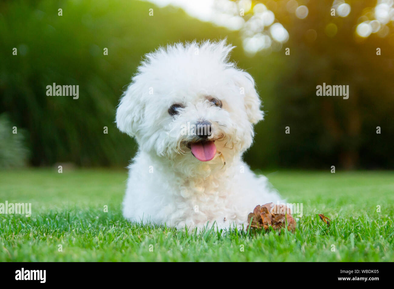 Bichon Frise dog lying on the grass with its tongue out Stock Photo