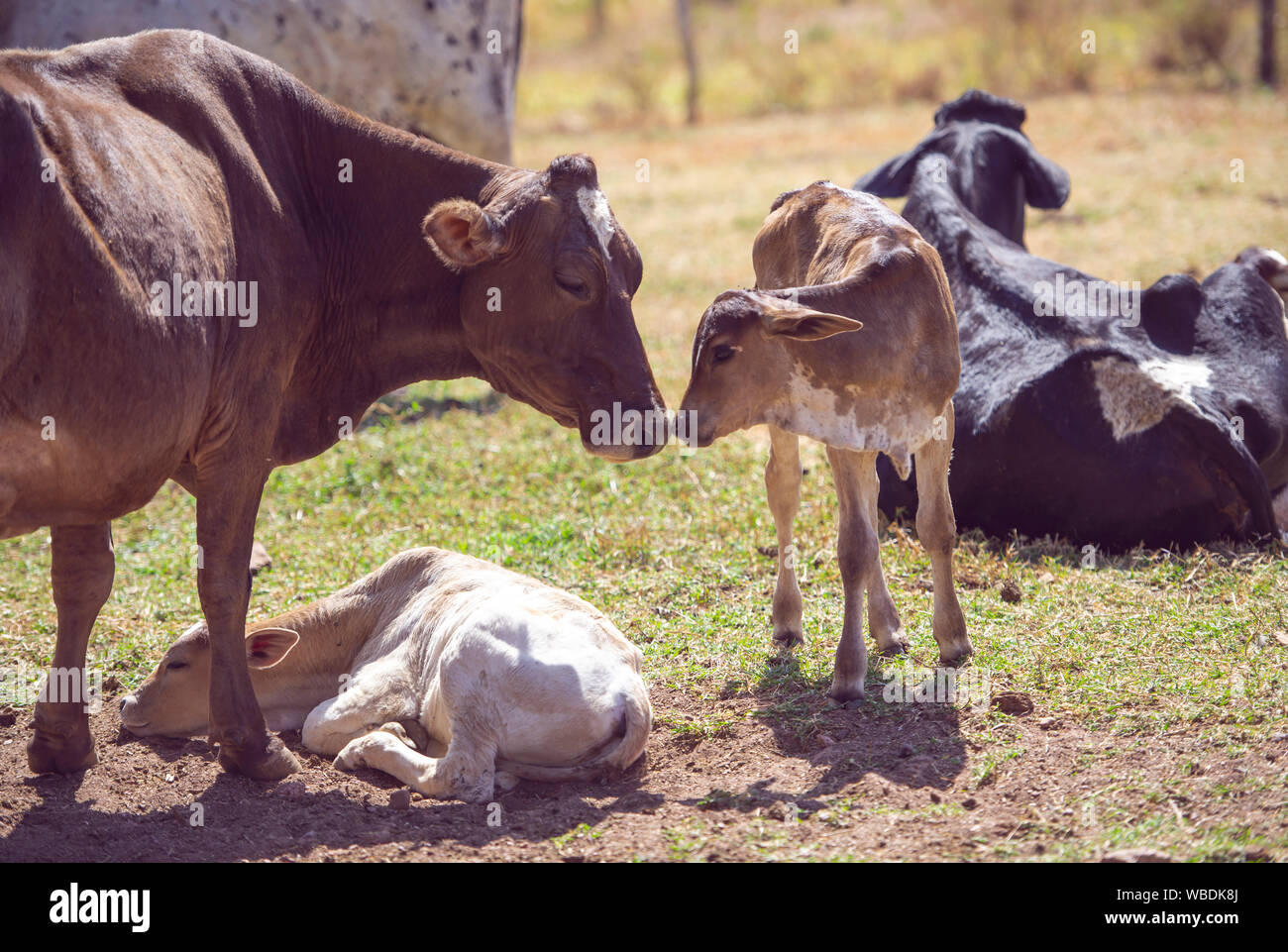 Rural image. Mother cow taking care of newborn calf. Concept image of farm life. Stock Photo