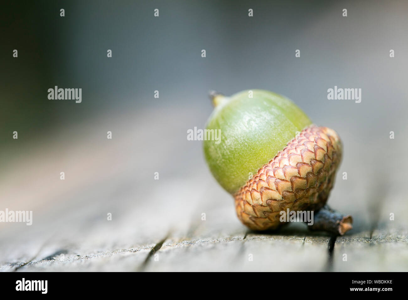 Wild fruits close up fifty megapixels quercus robur family fagaceae ice age mania high quality Stock Photo